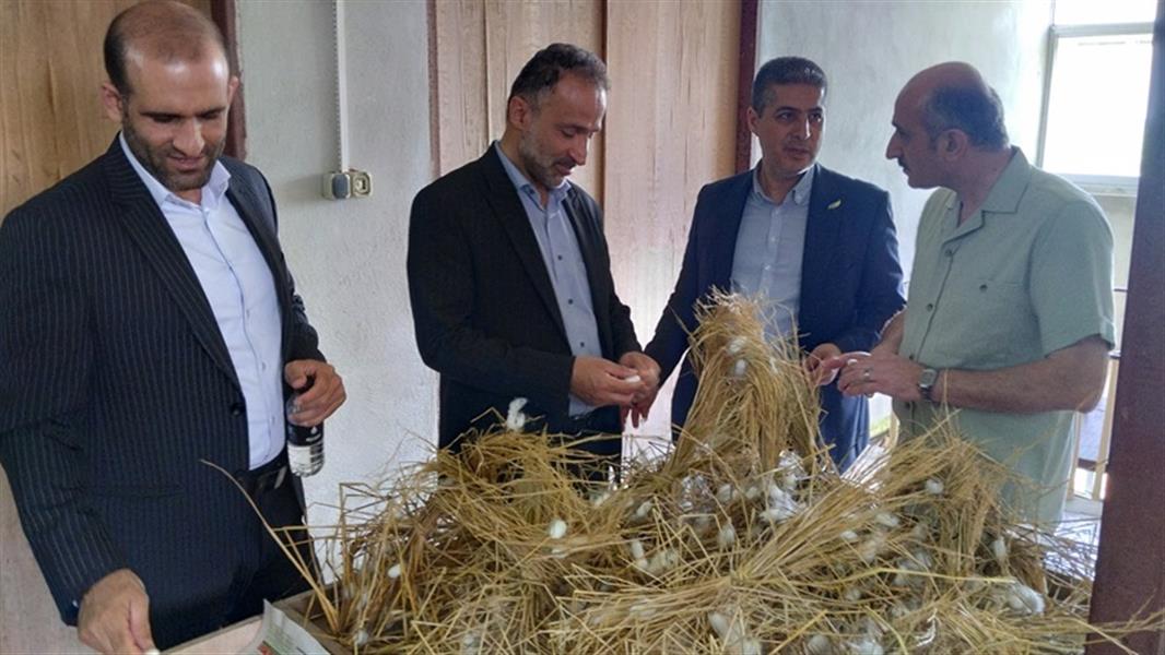 آغاز برداشت پیله‌های تخم نوغان اجداد ۳P در مركز تحقیقات ابریشم كشور